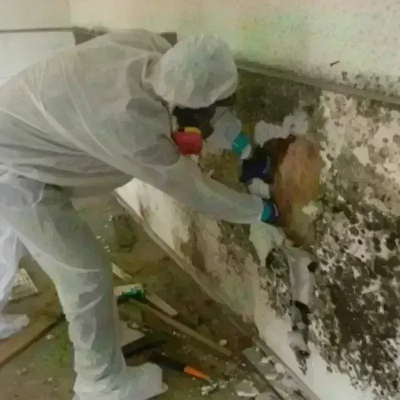 Mold Remediation and Removal in North Wantagh, NY